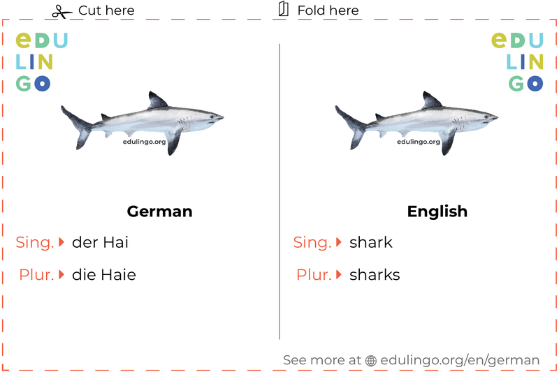 Shark in German vocabulary flashcard for printing, practicing and learning
