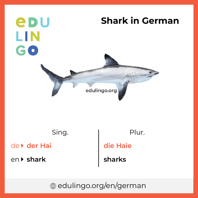 Shark in German vocabulary picture with singular and plural for download and printing