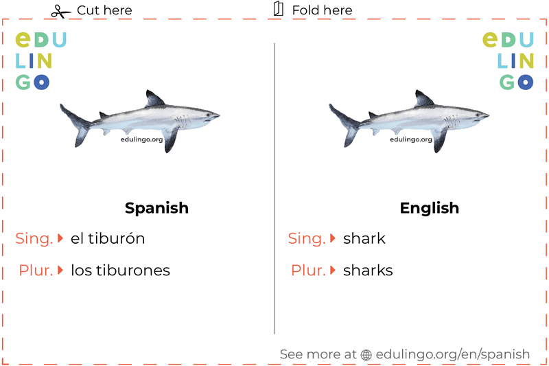 Shark in Spanish vocabulary flashcard for printing, practicing and learning