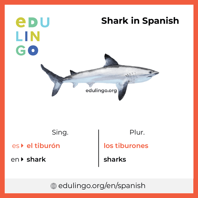 Shark in Spanish vocabulary picture with singular and plural for download and printing