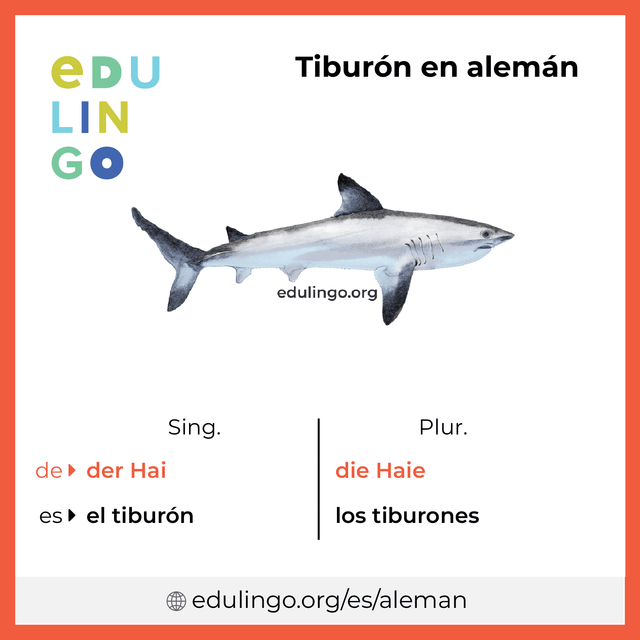 Imagen de vocabulario Tiburón en alemán con singular y plural para descargar e imprimir