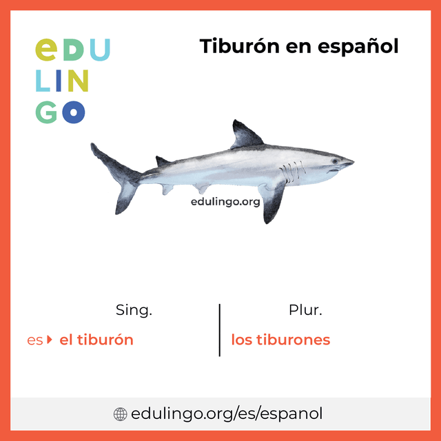 Imagen de vocabulario Tiburón en español con singular y plural para descargar e imprimir