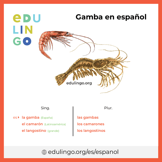 Imagen de vocabulario Gamba en español con singular y plural para descargar e imprimir