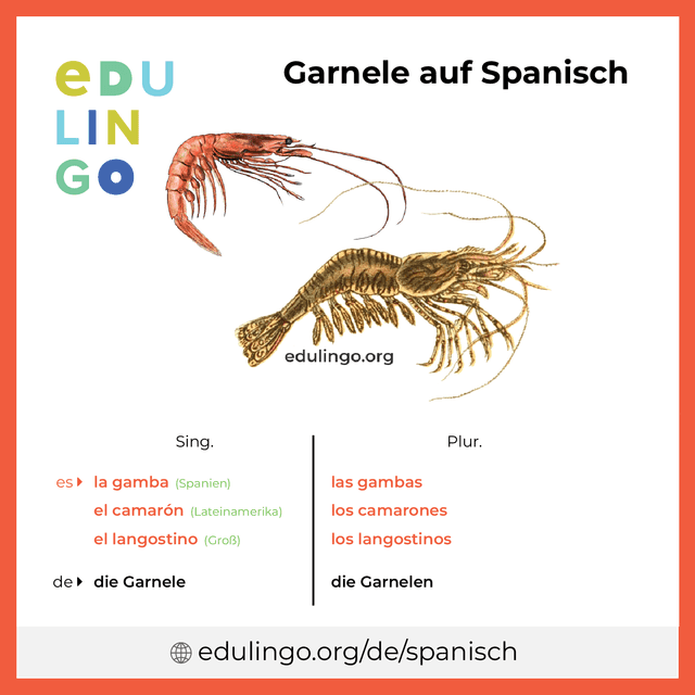 Garnele auf Spanisch Vokabelbild mit Singular und Plural zum Herunterladen und Ausdrucken