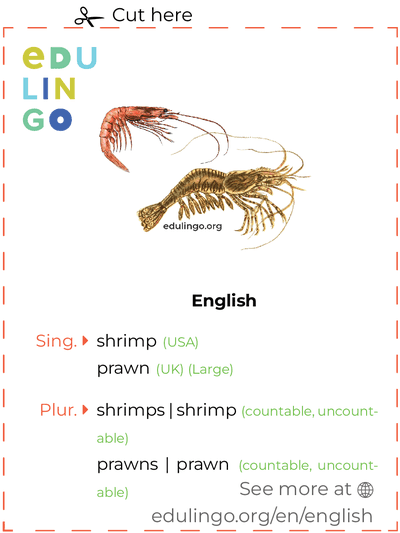 Shrimp in English vocabulary flashcard for printing, practicing and learning