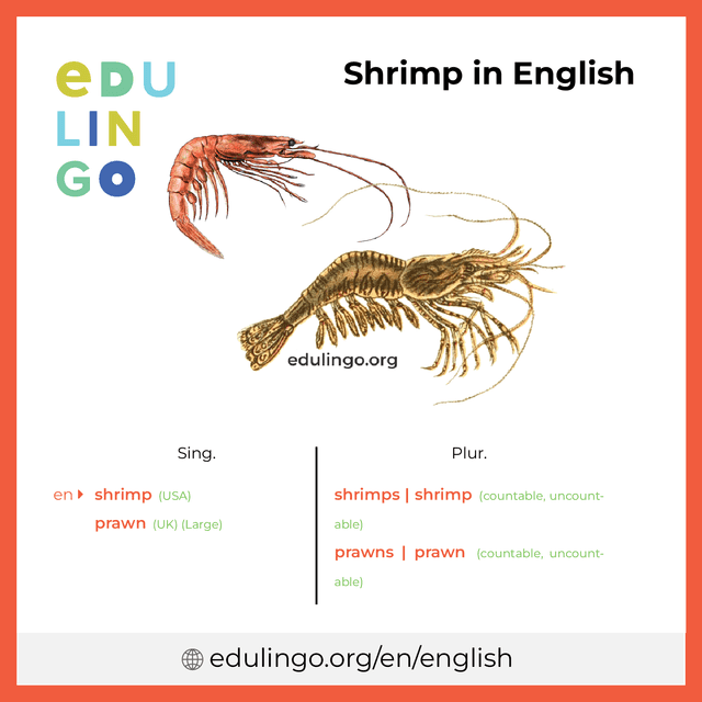 Shrimp in English vocabulary picture with singular and plural for download and printing