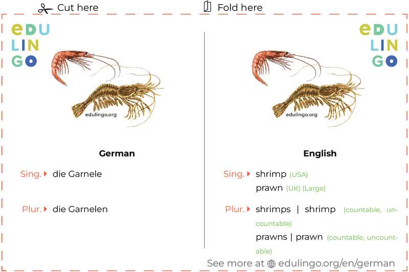Shrimp in German vocabulary flashcard for printing, practicing and learning