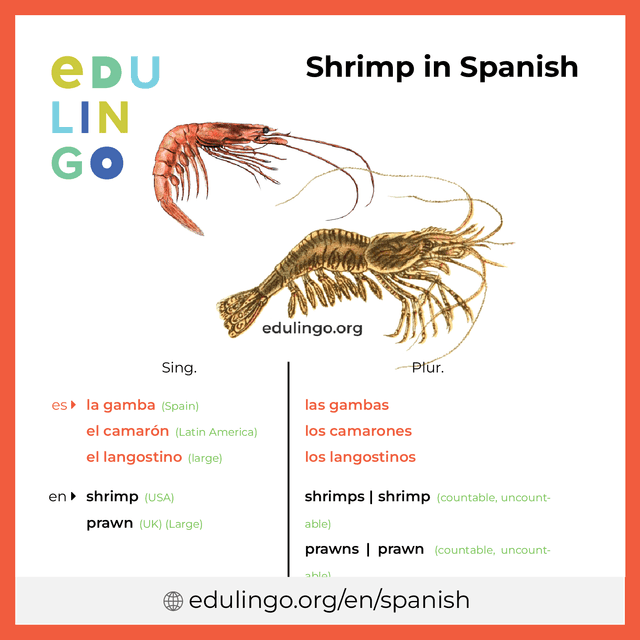 Shrimp in Spanish vocabulary picture with singular and plural for download and printing