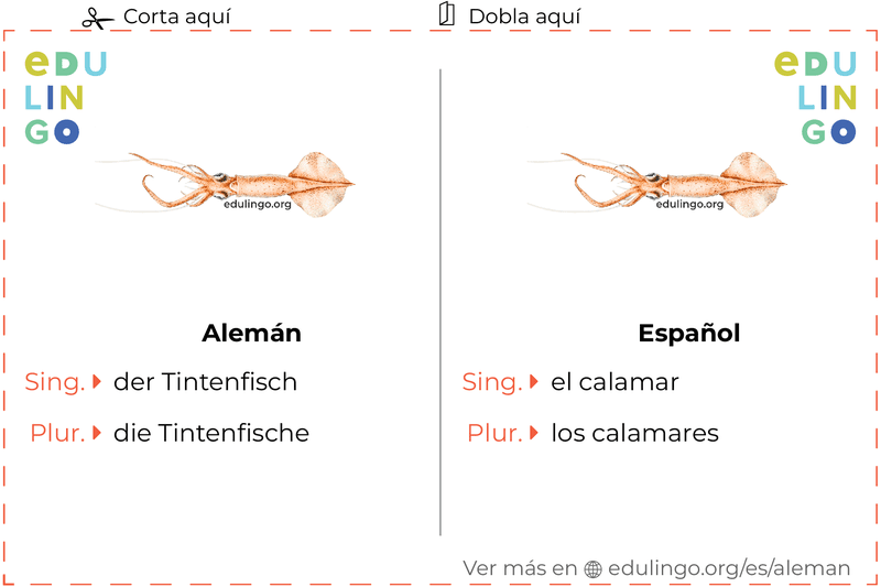 Ficha de Vocabulario Calamar en alemán para imprimir, practicar y aprender