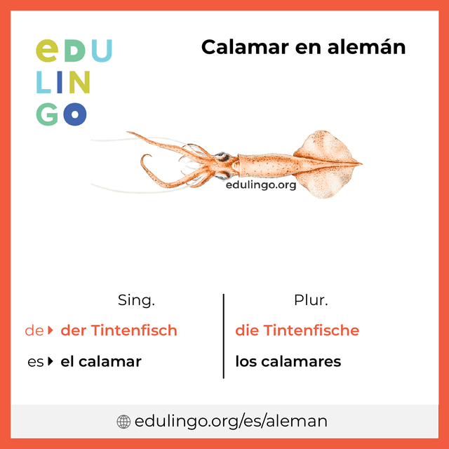 Imagen de vocabulario Calamar en alemán con singular y plural para descargar e imprimir