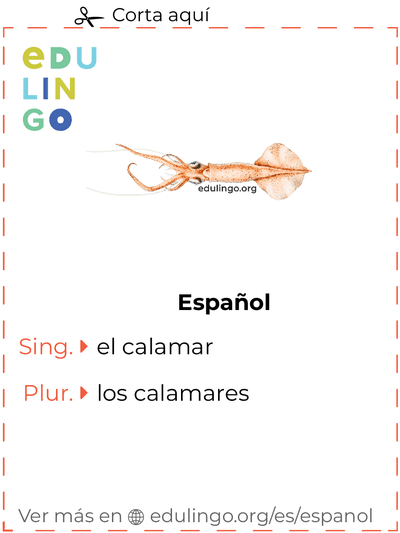Ficha de Vocabulario Calamar en español para imprimir, practicar y aprender