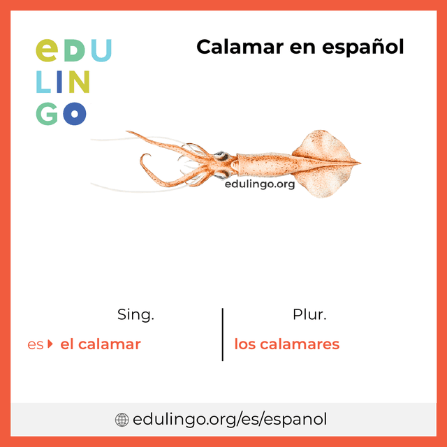Imagen de vocabulario Calamar en español con singular y plural para descargar e imprimir