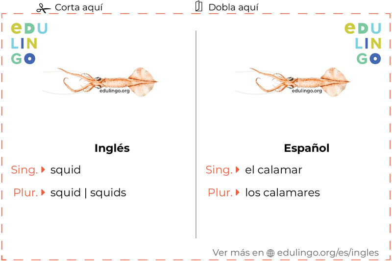 Ficha de Vocabulario Calamar en inglés para imprimir, practicar y aprender
