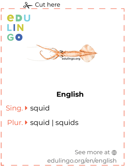 Squid in English vocabulary flashcard for printing, practicing and learning