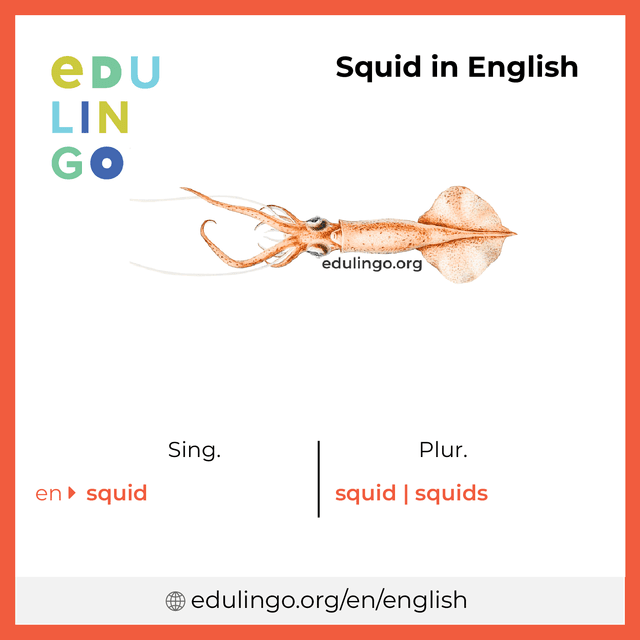 Squid in English vocabulary picture with singular and plural for download and printing