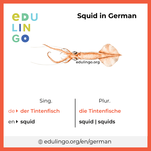 Squid in German vocabulary picture with singular and plural for download and printing