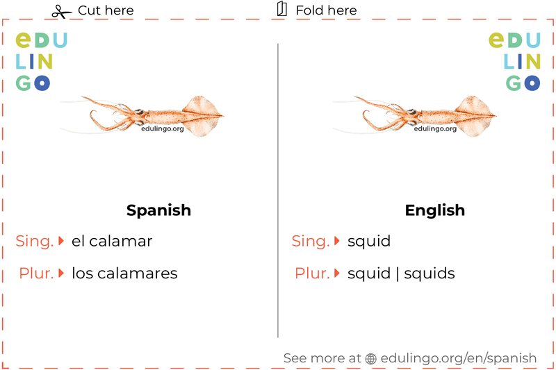 Squid in Spanish vocabulary flashcard for printing, practicing and learning