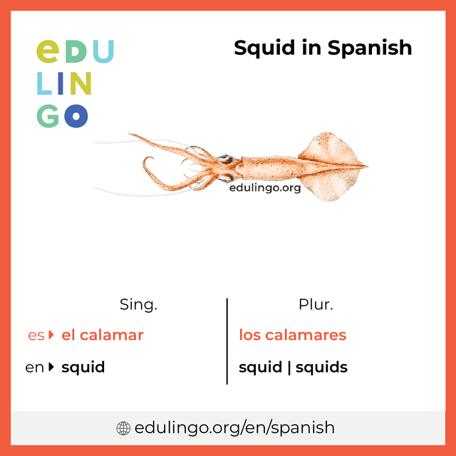 Squid in Spanish vocabulary picture with singular and plural for download and printing