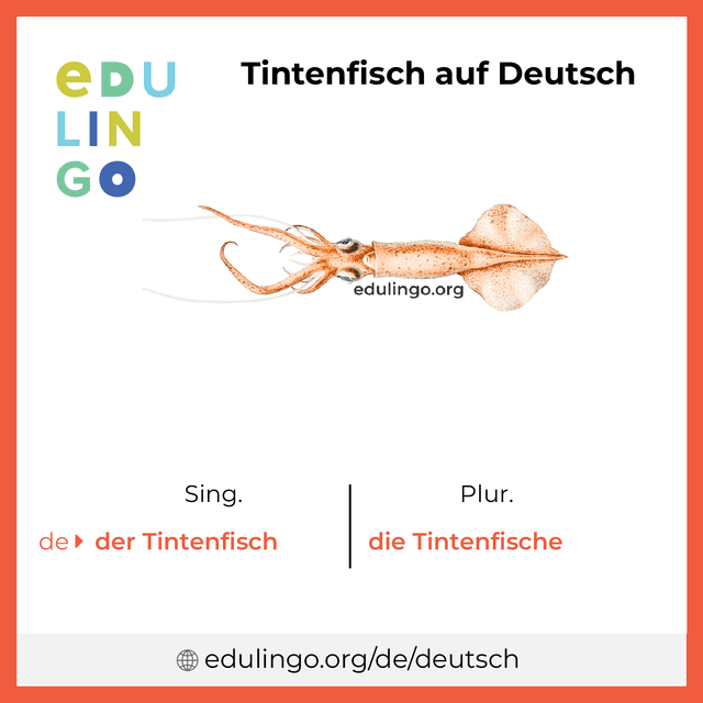 Tintenfisch auf Deutsch Vokabelbild mit Singular und Plural zum Herunterladen und Ausdrucken