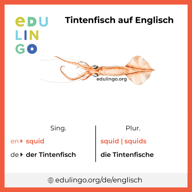Tintenfisch auf Englisch Vokabelbild mit Singular und Plural zum Herunterladen und Ausdrucken