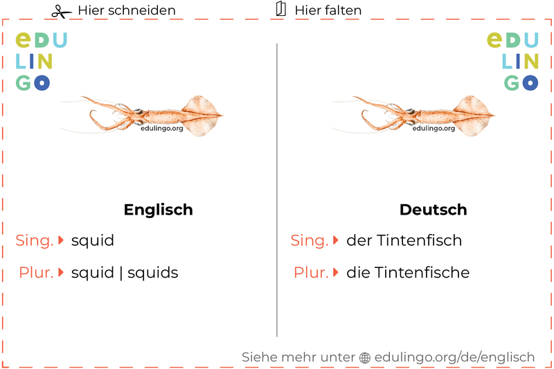 Tintenfisch auf Englisch Vokabelkartei zum Ausdrucken, Üben und Lernen