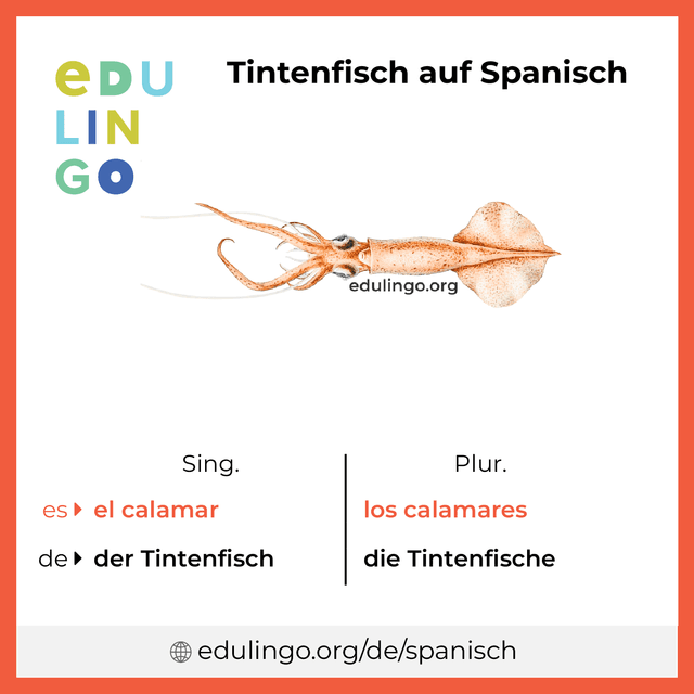 Tintenfisch auf Spanisch Vokabelbild mit Singular und Plural zum Herunterladen und Ausdrucken