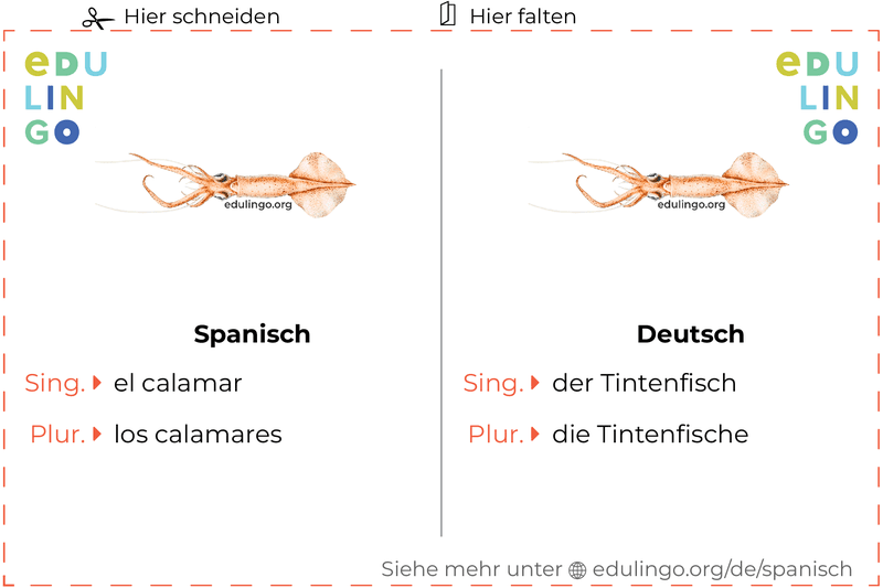 Tintenfisch auf Spanisch Vokabelkartei zum Ausdrucken, Üben und Lernen