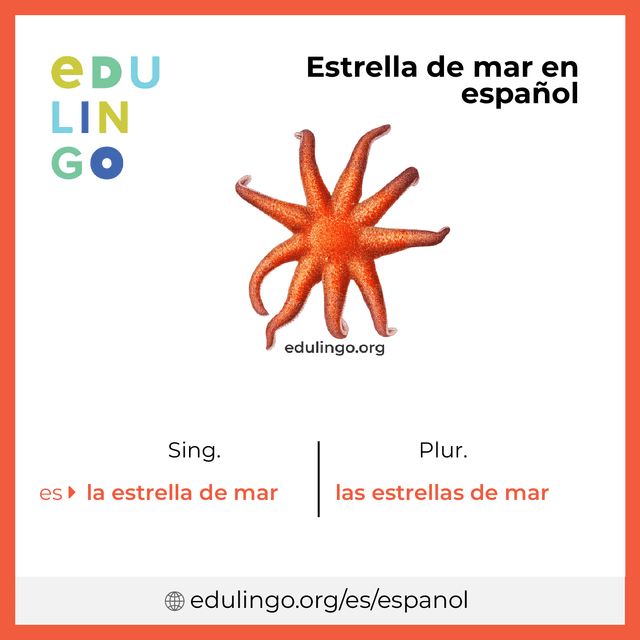Imagen de vocabulario Estrella de mar en español con singular y plural para descargar e imprimir