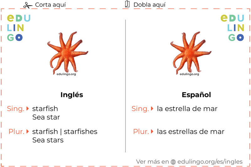 Ficha de Vocabulario Estrella de mar en inglés para imprimir, practicar y aprender