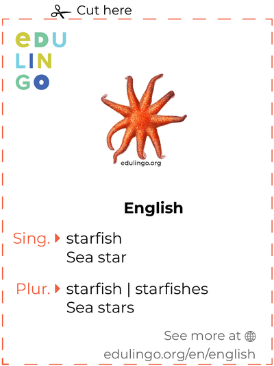 Starfish in English vocabulary flashcard for printing, practicing and learning