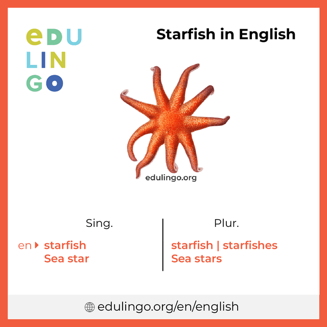 Starfish in English vocabulary picture with singular and plural for download and printing