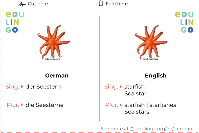 Starfish in German vocabulary flashcard for printing, practicing and learning