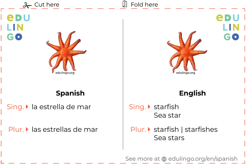 Starfish in Spanish vocabulary flashcard for printing, practicing and learning