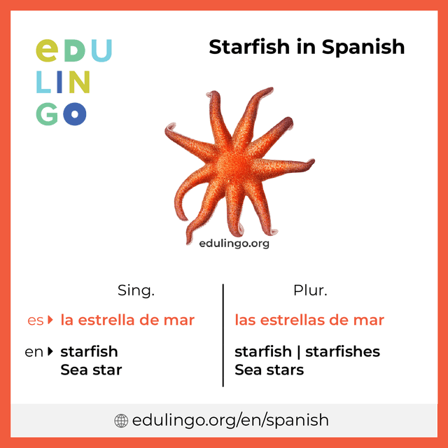 Starfish in Spanish vocabulary picture with singular and plural for download and printing