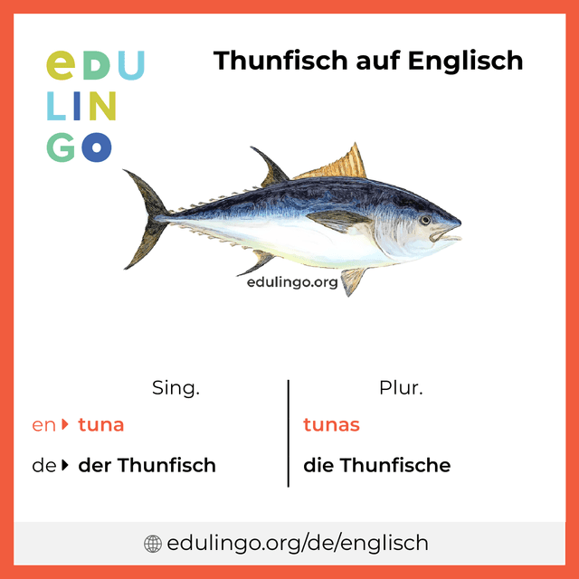 Thunfisch auf Englisch Vokabelbild mit Singular und Plural zum Herunterladen und Ausdrucken