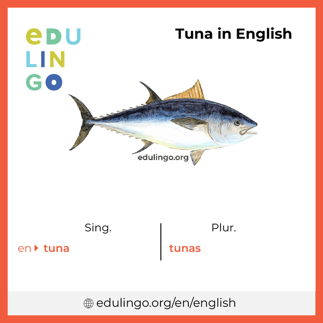 Tuna in English vocabulary picture with singular and plural for download and printing