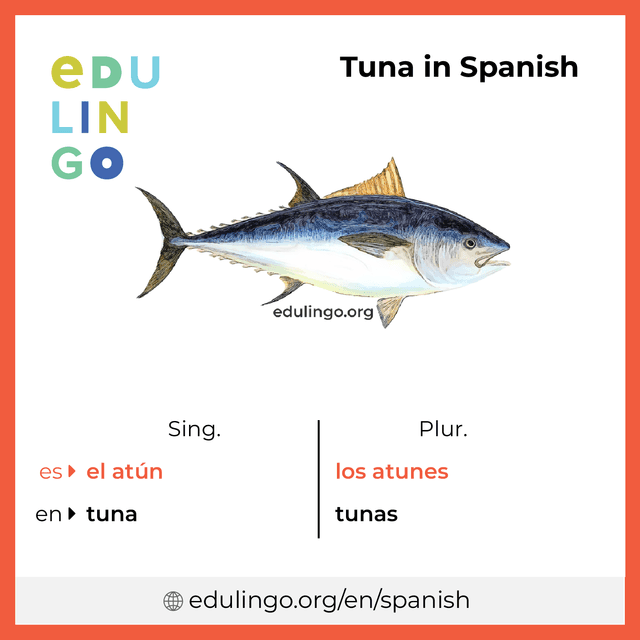 Tuna in Spanish vocabulary picture with singular and plural for download and printing