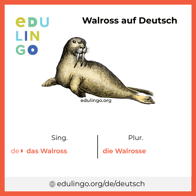 Walross auf Deutsch Vokabelbild mit Singular und Plural zum Herunterladen und Ausdrucken
