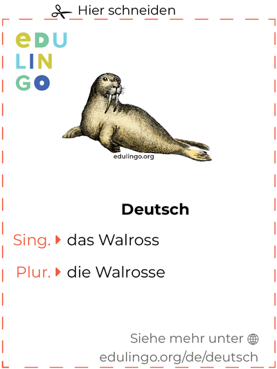 Walross auf Deutsch Vokabelkartei zum Ausdrucken, Üben und Lernen