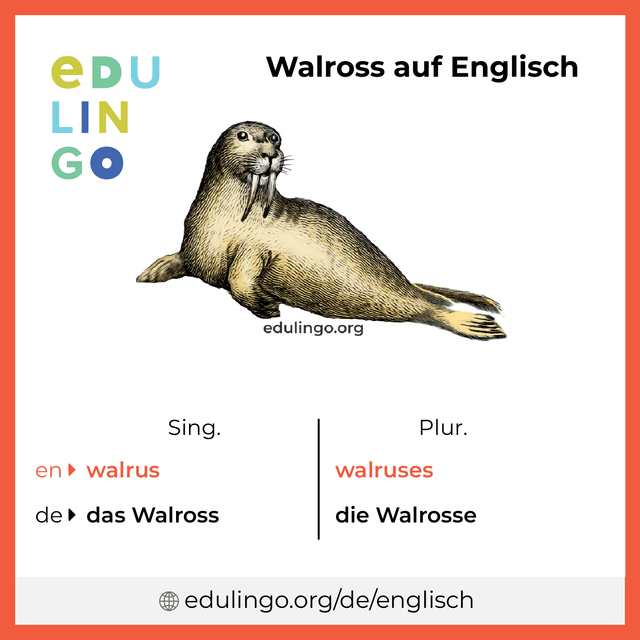 Walross auf Englisch Vokabelbild mit Singular und Plural zum Herunterladen und Ausdrucken