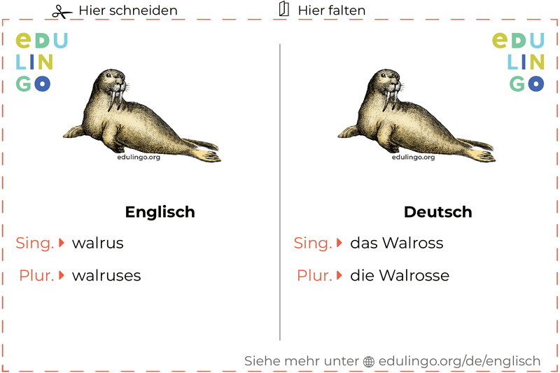Walross auf Englisch Vokabelkartei zum Ausdrucken, Üben und Lernen