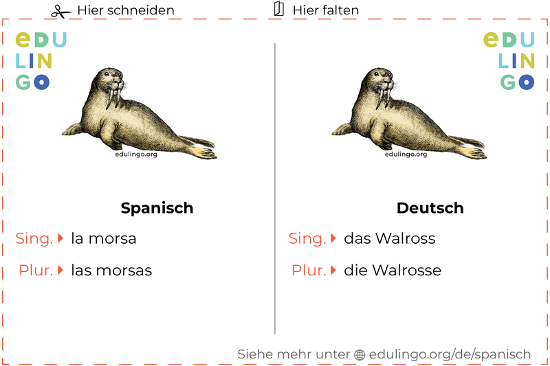 Walross auf Spanisch Vokabelkartei zum Ausdrucken, Üben und Lernen