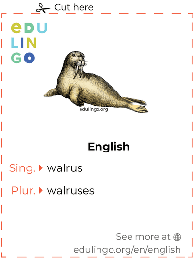 Walrus in English vocabulary flashcard for printing, practicing and learning