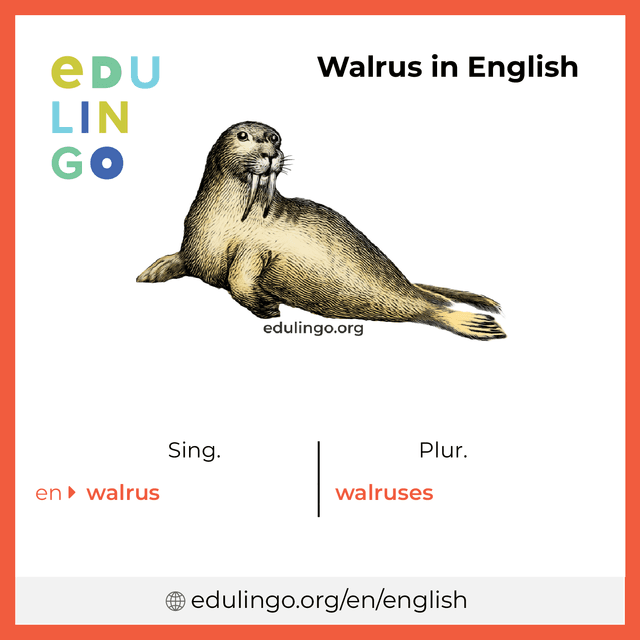 Walrus in English vocabulary picture with singular and plural for download and printing
