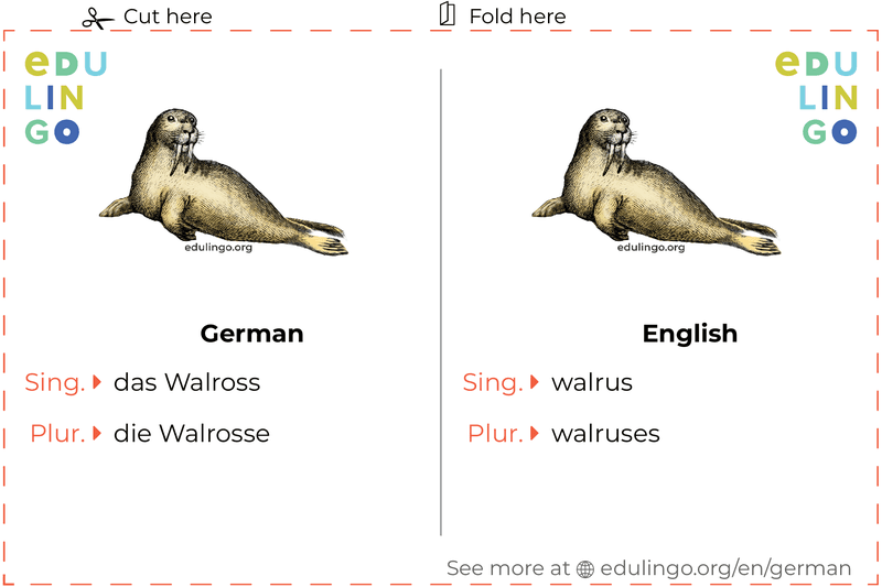 Walrus in German vocabulary flashcard for printing, practicing and learning