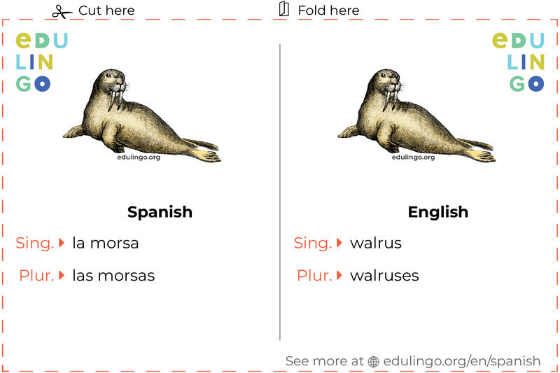 Walrus in Spanish vocabulary flashcard for printing, practicing and learning