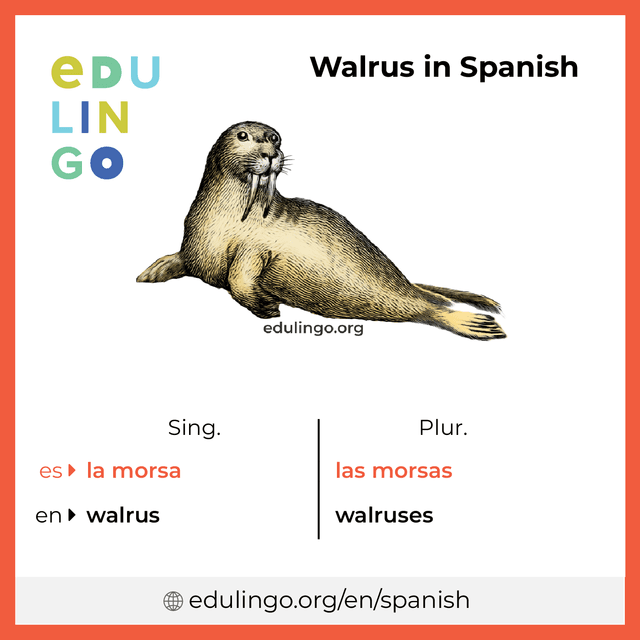 Walrus in Spanish vocabulary picture with singular and plural for download and printing