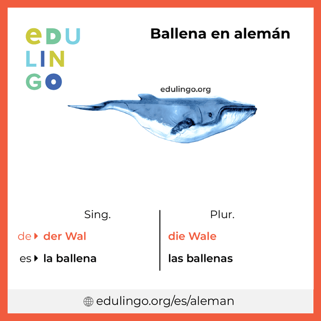 Imagen de vocabulario Ballena en alemán con singular y plural para descargar e imprimir