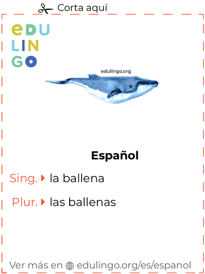 Ficha de Vocabulario Ballena en español para imprimir, practicar y aprender