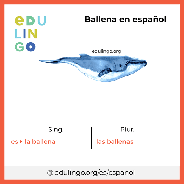 Imagen de vocabulario Ballena en español con singular y plural para descargar e imprimir